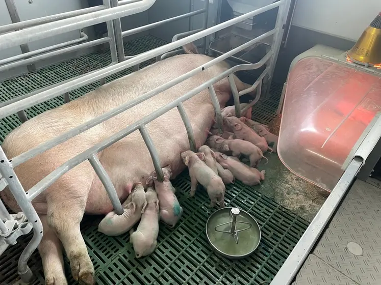 <em class="placeholder">Le travail de robustesse des porcelets mis en place par les sélectionneurs est la complémentarité de ce qui est réalisé sur la truie ainsi que sur le verrat.</em>