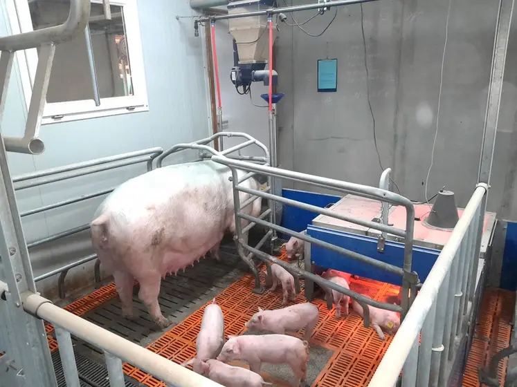 Dans la maternité liberté de Crécom, les truies sont alimentées avec des automates de distribution d’aliments individuels.