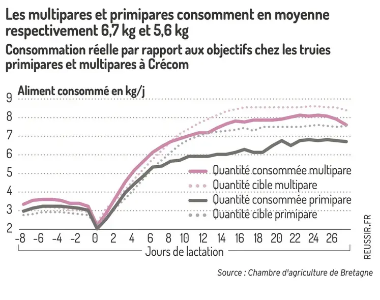 Graphique de la consommation réelle par rapport aux objectifs chez les truies primipares : Les multipares et primipares consomment en moyenne respectivement 6,7 kg et 5,6 kg