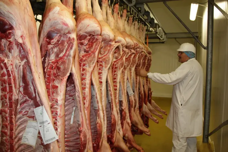 <em class="placeholder">carcasses porc découpe transformation scavo terrena cholet</em>