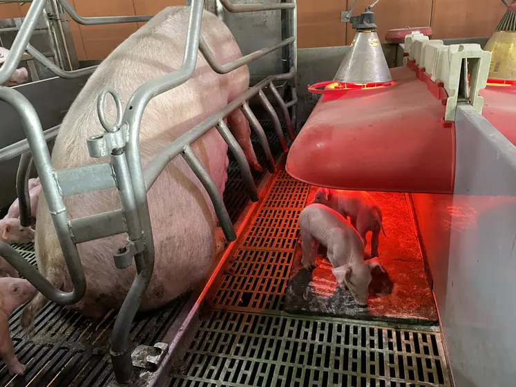porcelet à la naissance à côté de la truie, nid chauffant