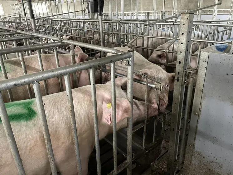 <em class="placeholder">verrat souffleur passant devant les truies pour la détection des truies en chaleur </em>