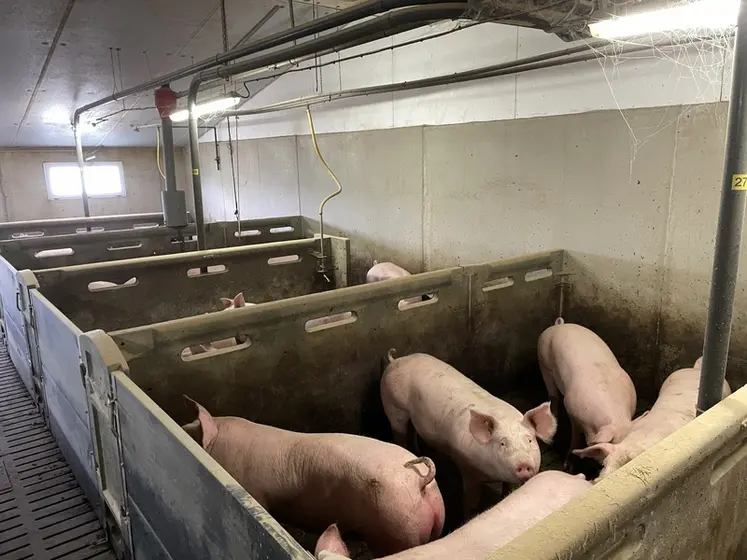 <em class="placeholder">La ferme des Trinottières affiche un GMQ de 933 g/j en engraissement, grâce à un plan d'alimentation poussé. </em>