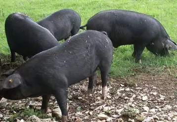 Un site internet dédié aux races locales de porcs