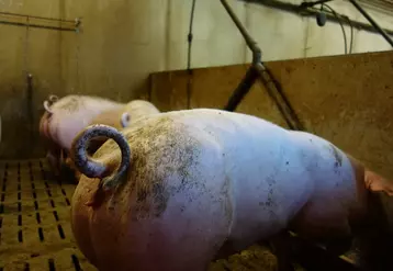 Seulement 12% des porcs n'ont pas été blessés à la queue sur l'ensemble de la période d'élevage. © Chambres d'agriculture de ...