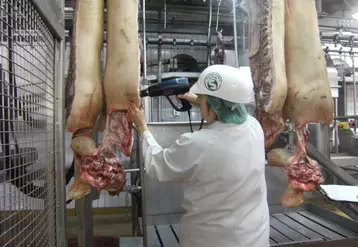 Les abattoirs néerlandais utilisent la méthode du nez humain pour détecter les carcasses présentant des odeurs de verrats. © Ifip