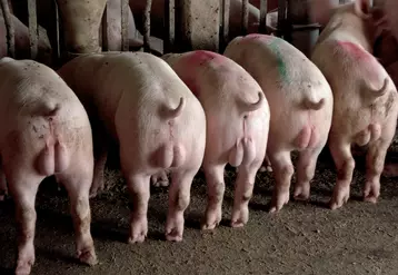 La qualité des gras des porcs immuno-vaccinés est aussi moins bonne que celle des porcs castrés chirurgicalement. © Zoetis