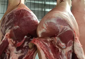 Carcasse de porc entier (à gauche) et vacciné (à droite). La viande de la seconde est plus rose avec plus de gras.  © Tummel