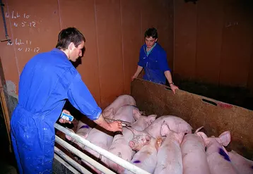 Les jeunes qui découvrent la production porcine lors d’un stage constituent un vivier intéressant de futurs salariés.  © D. Poilvet