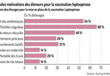 Des motivations très variées à vacciner les truies contre la leptospirose