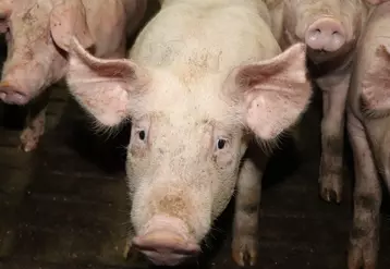Identifier des porcs par reconnaissance faciale