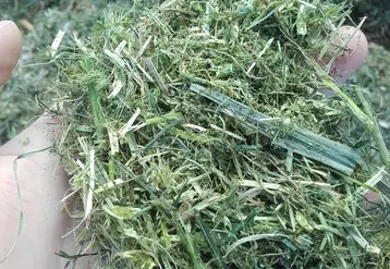 L’ensilage réalisé à partir de luzerne en plante entière augmente la part de fibres non digestibles très présentes dans la tige.