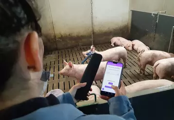 L’application «Cochon connecté » mis au point par les Chambres d’agriculture de Bretagne concilie l’identification des porcs et des cases par la technologie RFID.