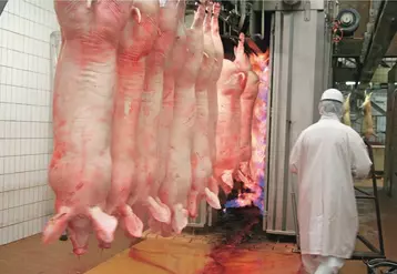 L’Union européenne a perdu plus de 6 millions de porcs en un an (-4,6 %).