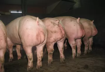 Le coût alimentaire en engraissement dans un élevage de mâles entiers est actuellement inférieur de 4,6 euros par porc à celui d'un élevage dans lequel les mâles sont castrés sous anesthésie.