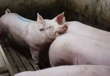 Les cas de caudophagie sont nettement plus importants lorsque les porcs n’ont pas la queue coupée.