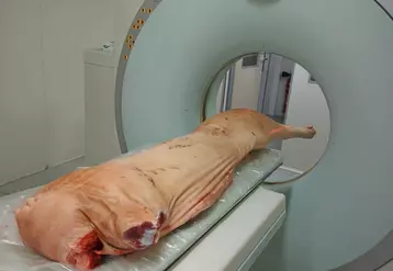 Le scanner permet de déterminer précisément la composition d'une pièce ou d'une carcasse de porc.