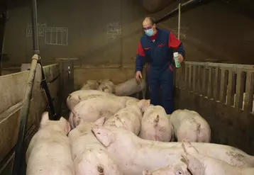 Quatre recommandations pour limiter les risques de contamination entre le porc et l’homme
