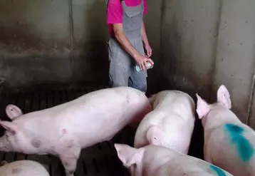 La manipulation des animaux lors du tri des porcs charcutiers est une tâche qui entraîne une augmentation particulièrement importante de l’exposition aux particules et ...