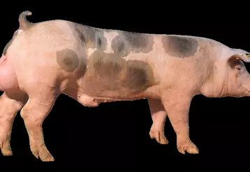 Notre sélection de nouveautés génétiques et sanitaires pour les élevages de porcs au Space