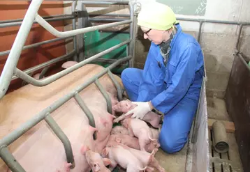 Les mains et les vêtements contribuent à transmettre la grippe chez les porcs