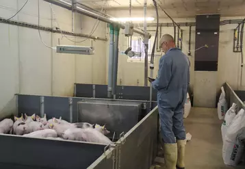 porcelets en post-sevrage station de recherche expérimentale  porcine Crécom chambres d'agriculture de Bretagne