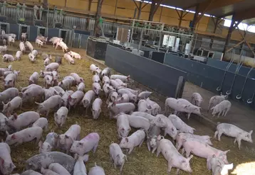 élevage de porcs bio