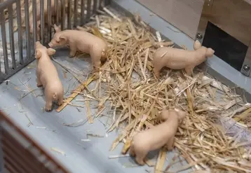 <em class="placeholder">Les innovations porc et biogaz primées au salon Eurotier 2024</em>