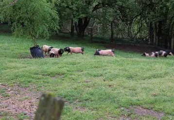 <em class="placeholder">porc basque en plein air</em>