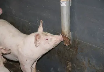 <em class="placeholder">Deux niveaux d’application des normes bien-être dans les élevages de porcs de l&#039;UE</em>