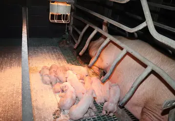 <em class="placeholder">Le syndrôme de dysgalactie post-partum se caractérise par une production insuffisante ou une absence de lait chez la truie.</em>