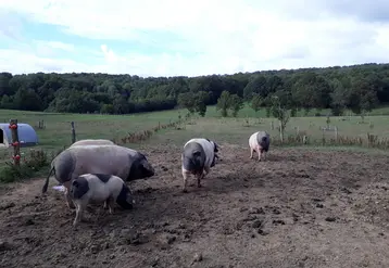 <em class="placeholder">L&#039;Etat veut renforcer la biosécurité des petits élevages de porcs.</em>