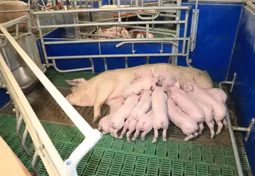 <em class="placeholder">Attention aux cases maternité liberté trop petites pour les truies</em>