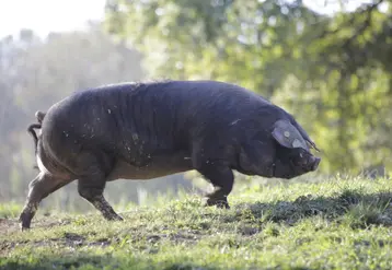 <em class="placeholder">Le projet Geronimo explore les possibilités de sélectionner la race porc gascon.</em>