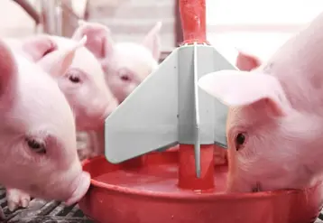 <em class="placeholder">Les porcelets reçoivent le complément nutritionnel durant leur première semaine de vie et en début de post-sevrage.</em>