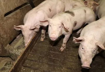 <em class="placeholder">En Pologne, une alternative à l’intégration des élevages de porc</em>