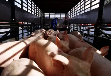 <em class="placeholder">Attention : mention &quot;archives&quot; obligatoire. Transport des porcs / Porcins en bétaillère / Déchargement des porcs pour l&#039;abattoir / animaux dans un camion</em>