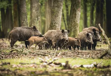 <em class="placeholder">Les effectifs de sangliers, potentiels porteurs de la fièvre porcine africaine, sont en forte expansion</em>