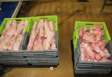 <em class="placeholder">abattoir découpe pieds</em>