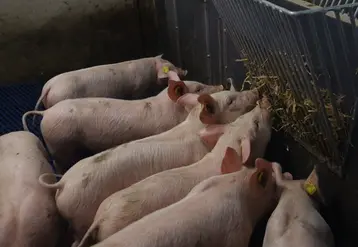 <em class="placeholder">L’enrichissement dans la case (ici de la paille en râtelier) détourne l’attention des porcs et réduit l’importance des morsures. Mais il ne constitue pas une ...</em>