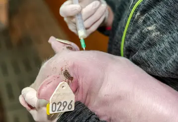 <em class="placeholder">Les porcelets en maternité sont le stade physiologique le plus utilisateur d’antibiotiques en 2022</em>