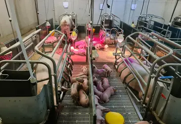 <em class="placeholder">Dans la salle maternité bloquée de Crécom, les cloisons à l&#039;arrière des truies ont été retirées, donnant accès au couloir central et constituant des groupes de ...</em>