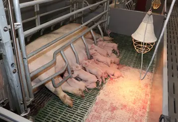 <em class="placeholder">Bien-être animal : Le sol des maternités joue-t-il un rôle sur les lésions podales des porcelets?</em>