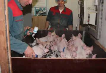 <em class="placeholder">Élevage porcin. Vaccination des porcelets. vaccin. santé animale. produit vétérinaire. </em>