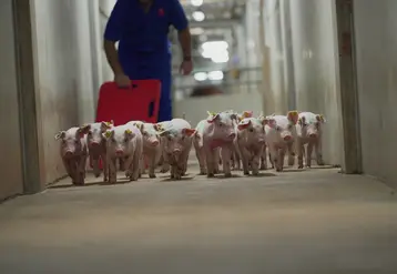 <em class="placeholder">La technologie d&#039;édition du génome, approuvée par la FDA, sera utilisée pour sélectionner des porcs PIC résistants au SDRP.</em>