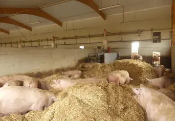 <em class="placeholder">Les truies sont en totale liberté durant toute leur carrière sur l’exploitation.</em>