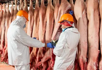 <em class="placeholder">La qualité technologique de la viande est évaluée à l'abattoir par la mesure du pH ultime du jambon. Des facteurs d'élevage peuvent intervenir sur ce pH. </em>