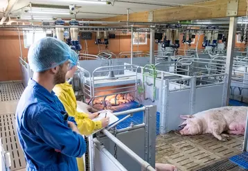 <em class="placeholder">Ouvrir les cases libertés pour socialiser les porcelets ou faire des lactations collectives, l’Ifip a testé ces deux pratiques.</em>