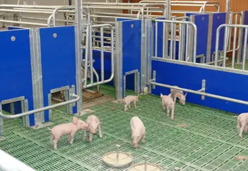 <em class="placeholder">Porcelets socialisés en maternité</em>