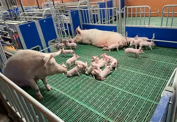 <em class="placeholder">Le concept de parcs de maternité développé par Galvelpor permet à la fois de regrouper quatre truies et de socialiser les porcelets.  </em>